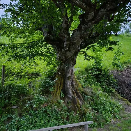 над потоком Lumshory